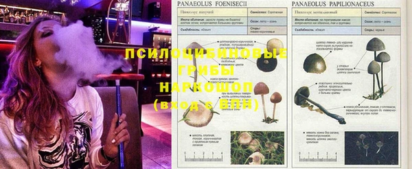 эйфоретик Алзамай